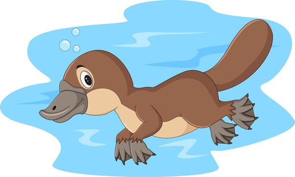 Cartoon Happy Platypus Swimming 