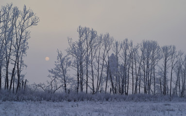 sunlight, freezing fog and ice covered trees