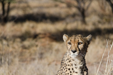 Cheetah in conservation area in Namibia