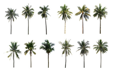 Obraz premium Palm coconut the garden isolated on white background.