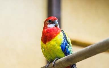 One bright and beautiful Rosella parrot sitting on a branch