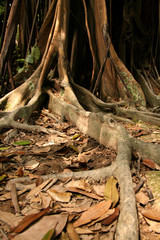 Botanical Gardens, Singapore