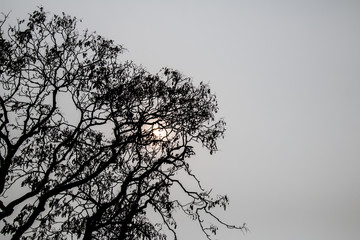 Silhouette Trees in winter. with copy space