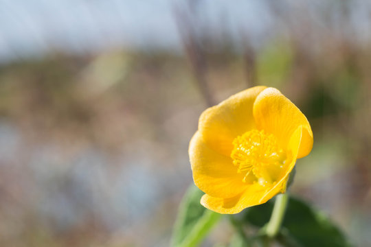Fototapeta yellow flower