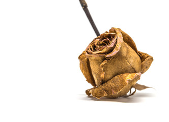 Dried rose flower isolated on white background