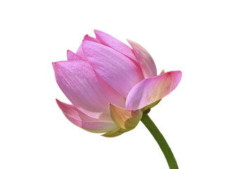 Lotus bud on the stem.