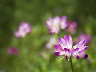 Obraz premium 早春の光の中の花