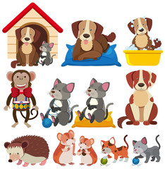 Fototapeta premium Different types of pets on white background