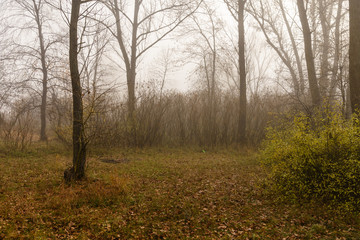 Obraz premium Fog in forest on cold autumn day