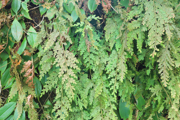fern or green leaf