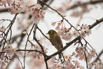 Japanse White-eye with Cherry Blossoms in A Park of Yokohama City