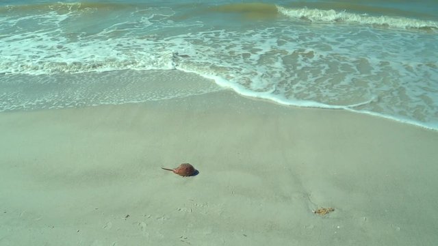 Horseshoe crab on the beach