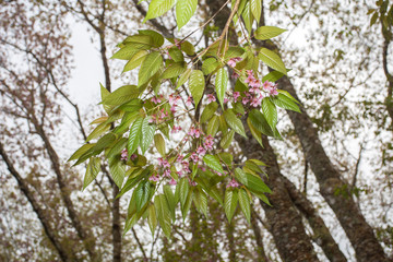 Thai flowers In the garden