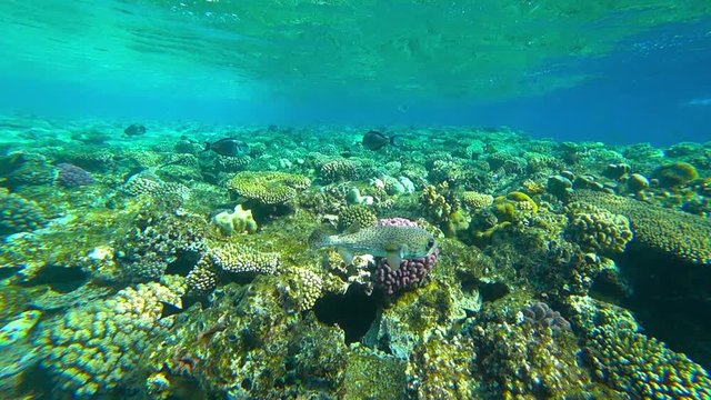 various corals, under water
