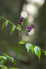Blooming spring vetchling, Lathyrus vernus