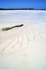 From Driftwood to Reef