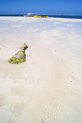 From Driftwood to Reef