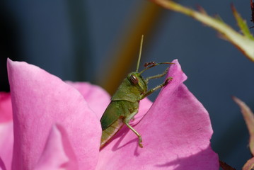 Grasshopper and Ant on Rose Pedal