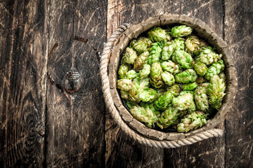 Green hops for beer in a wooden bucket.