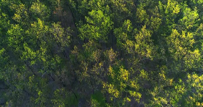 Beautiful panoramic footage over the tops of pine forest