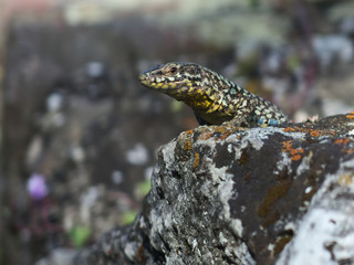 Eidechse sitzt auf alter Mauer und beobachtet die Umgebung