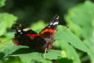 Admiral sitzt auf Blatt und sonnt sich