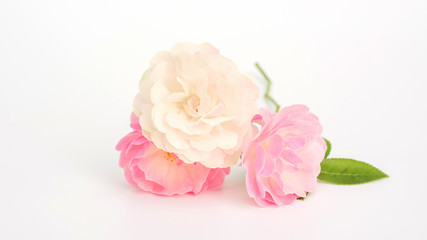Pink and white rose flower on a white background.