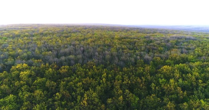 Beautiful panoramic footage over the tops of coniferous forest