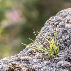 life grass on the rock