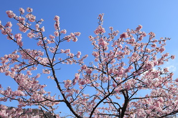 河津桜