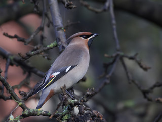 Bohemian waxwing (Bombycilla garrulus)