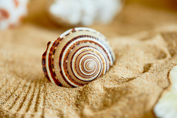 shells on the sand