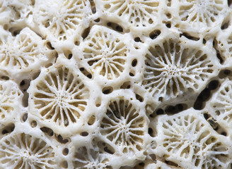 White coral texture macro photo. Dry sea coral structure closeup. Abstract macro background.