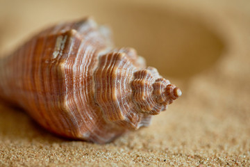 shells on the sand