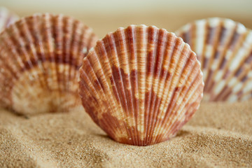 shells on the sand