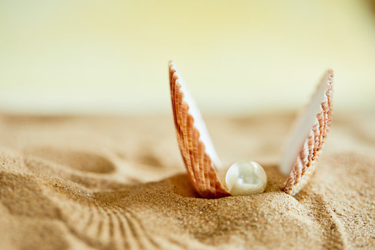 shell with a pearl