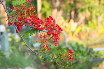 Red Peacock Flower blooming in nature background.(Caesalpinia pulcherrima)