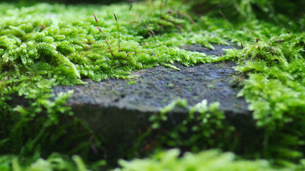 Alte, mit Moos überwachsene Mauer