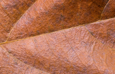 Red yellow leaf closeup. Autumn leaf texture macro photo. Dry yellow leaf vein pattern.