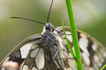 Schachbrettfalter sitzt auf Grashalm