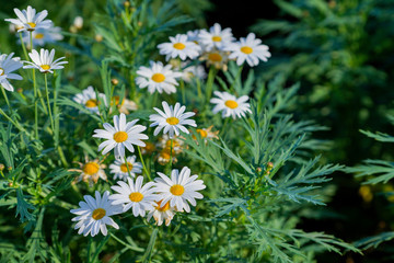 Flowering, Chamomile, Chamomile flowers on a meadow in summer, Selective focus