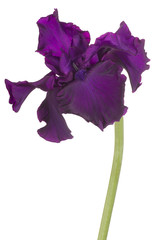 iris flower isolated