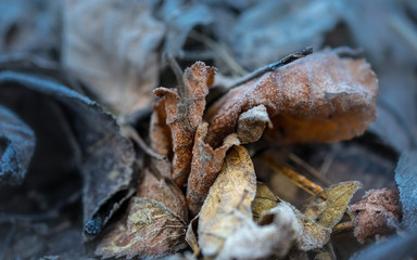 Leafs