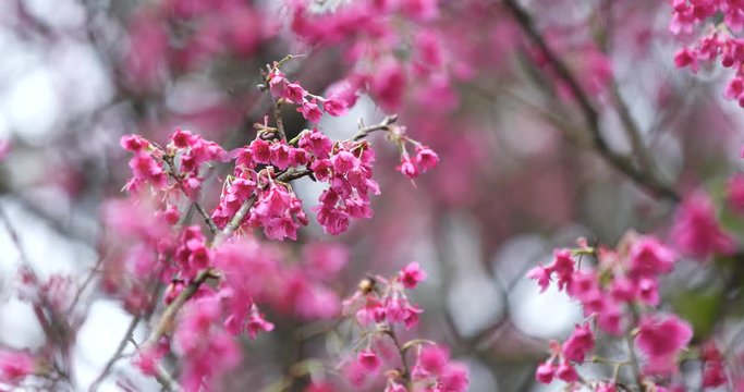 Cherry blossom bloom pink flower