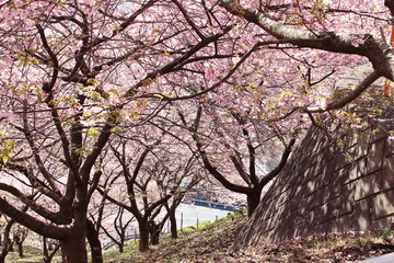 河津桜