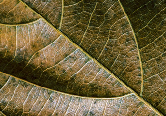 Green yellow leaf closeup. Autumn leaf texture macro photo. Dry leaf vein pattern. Tree leaf surface.