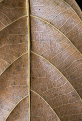 Brown leaf vertical photo. Autumn leaf texture macrophoto. Yellow leaf vein pattern.