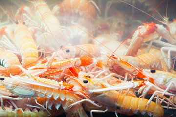 Norway lobsters in aquarium, Bergen