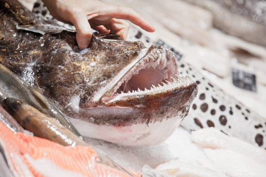 Male hand lifting up angler fish