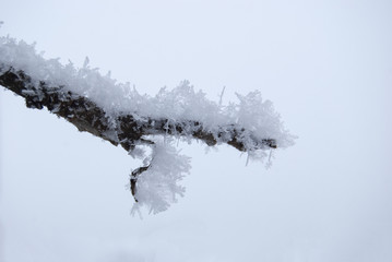 A branch of an apple tree covered with patterned hoarfrost on a frosty day.